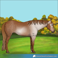 Horse Color:Gray Chestnut
