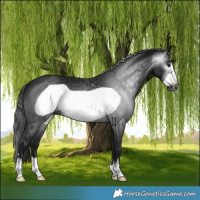 Horse Color:Gray Smoky Black Frame 