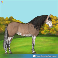 Horse Color:Bay Dun Rabicano and Bay Dun Splash Rabicano