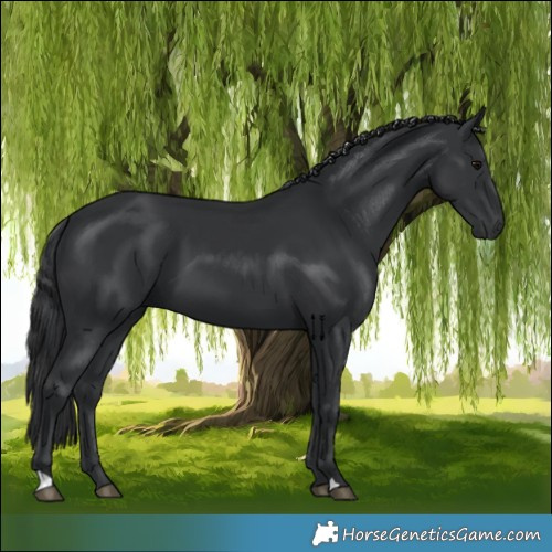 Horse Color:Black 