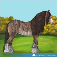 Horse Color:Black  and Classic Champagne 