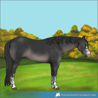 Horse Color:Black  and Black 