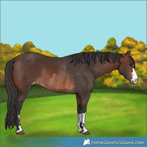 Horse Color:Brown Rabicano  and Brown Appaloosa Rabicano 