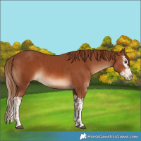 Horse Color:Chestnut and Chestnut Splash