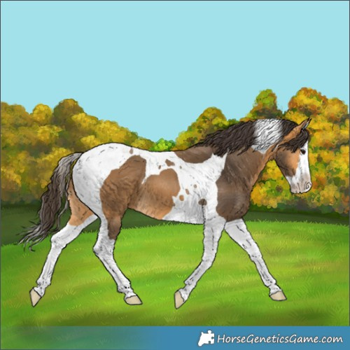 Horse Color:Buckskin Splash Tobiano 