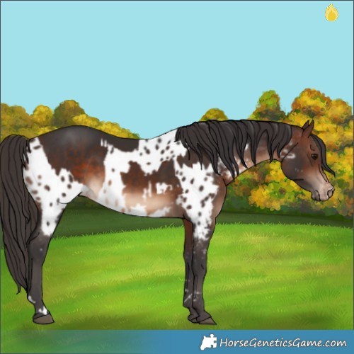 Horse Color:Brown  and Brown Appaloosa 