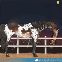 Horse Color:Brown  and Brown Near Leopard 