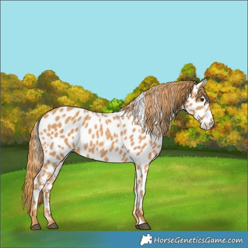 Horse Color:Chestnut Appaloosa 
