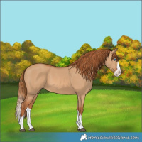 Horse Color:Red Dun Splash 