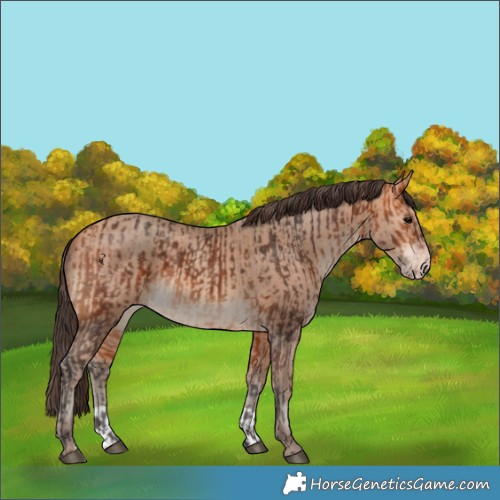 Horse Color:Bay  and Amber Champagne 