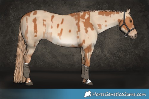Horse Color:Chestnut  and Red Dun 