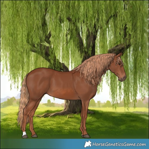 Horse Color:Chestnut 