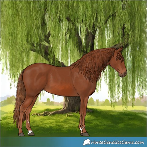 Horse Color:Chestnut 