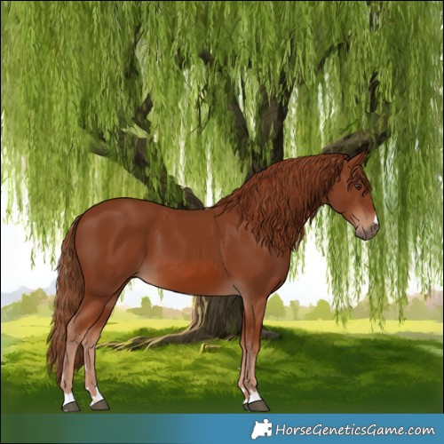 Horse Color:Chestnut 