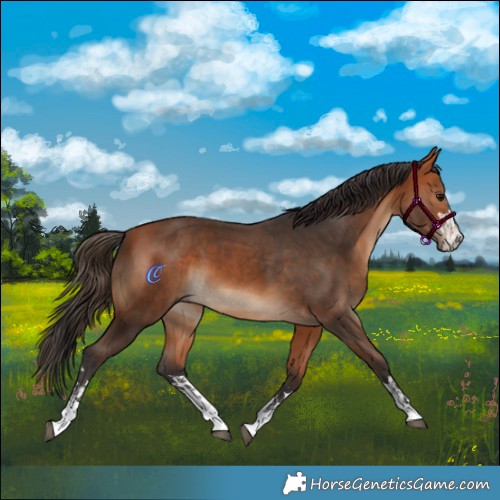 Horse Color:Bay  and Bay 