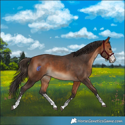 Horse Color:Bay  and Bay 