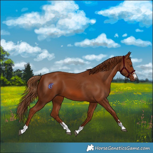 Horse Color:Chestnut 