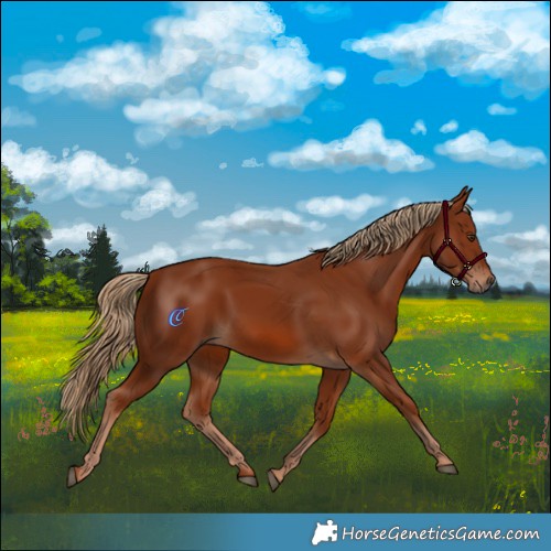 Horse Color:Chestnut 