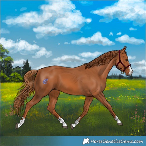 Horse Color:Chestnut 