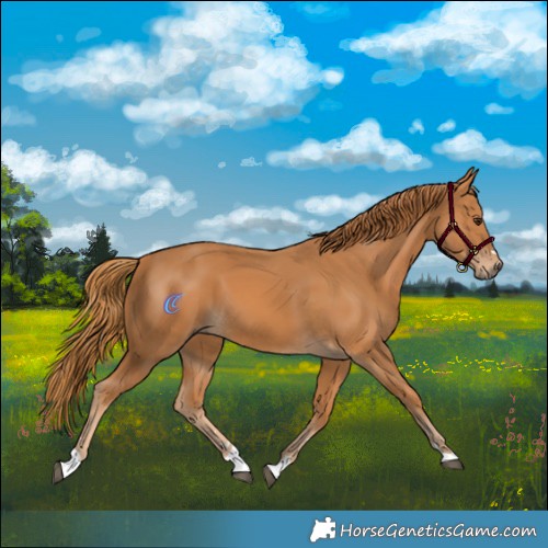 Horse Color:Chestnut 