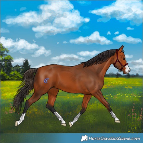 Horse Color:Bay 
