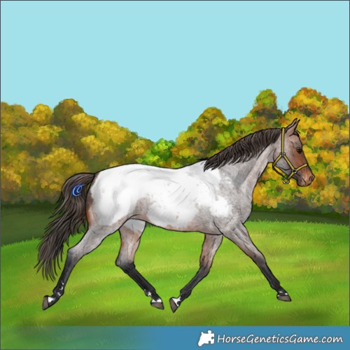 Horse Color:Bay Roan Appaloosa 