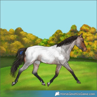 Horse Color:Bay Roan Appaloosa 
