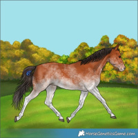 Horse Color:White Spotted Bay