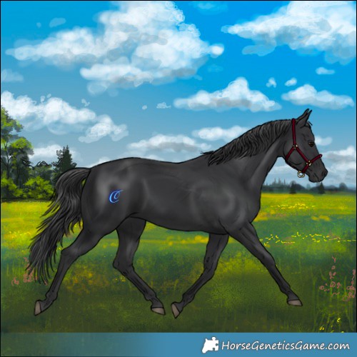 Horse Color:Black 