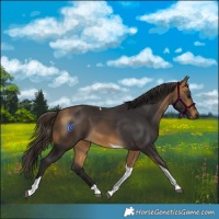 Horse Color:Buckskin Tobiano 