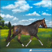 Horse Color:Buckskin Tobiano 