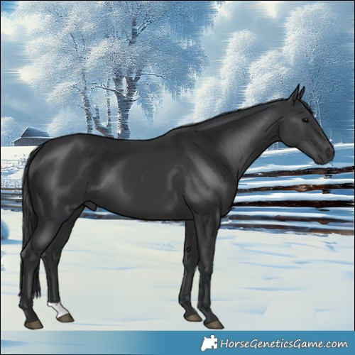 Horse Color:Black 