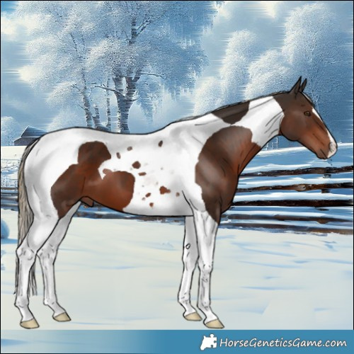 Horse Color:Liver Chestnut Tobiano 
