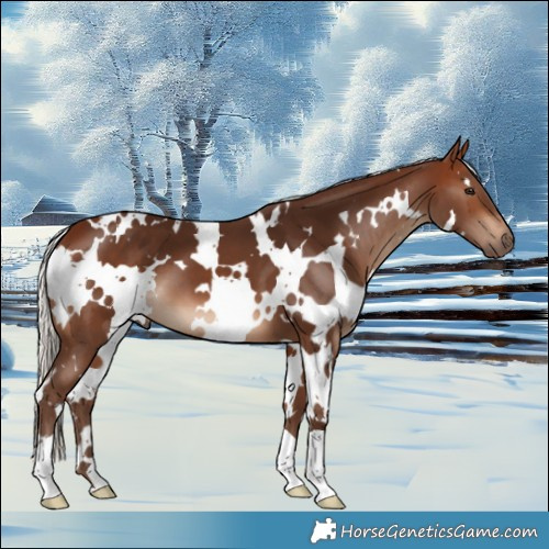 Horse Color:White Spotted Silver Bay 
