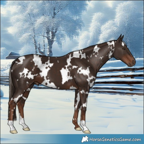 Horse Color:White Spotted Liver Chestnut 