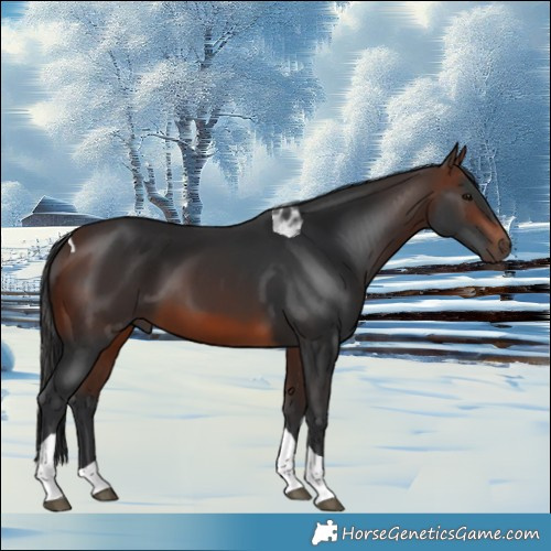 Horse Color:Brown Tobiano 
