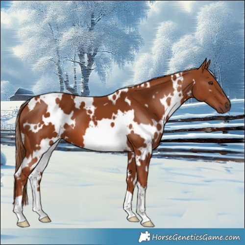 Horse Color:White Spotted Chestnut 