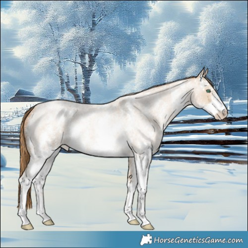Horse Color:Smoky Blue Roan Pearl Sabino 