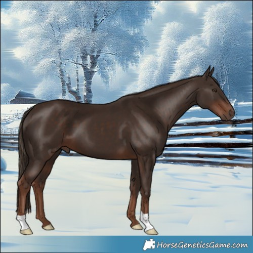 Horse Color:Liver Chestnut 