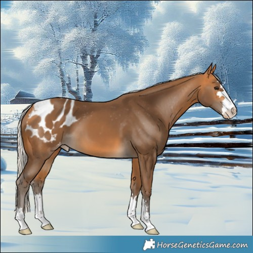Horse Color:Silver Buckskin Appaloosa 