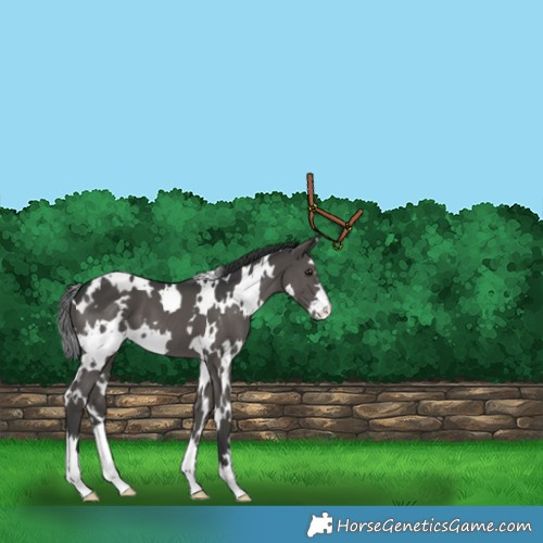 Horse Color:White Spotted Black 