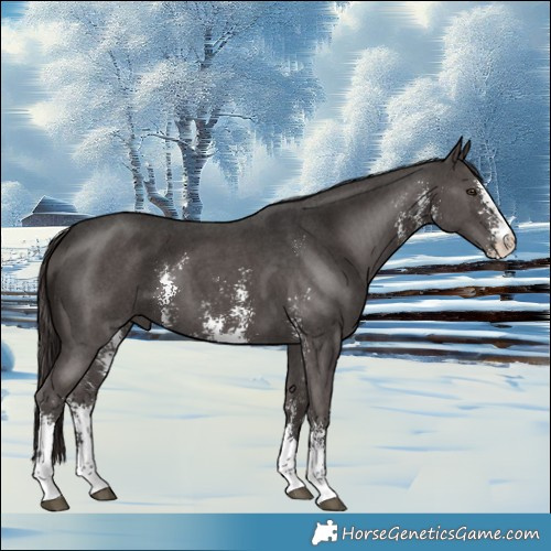 Horse Color:Liver Chestnut Sabino 