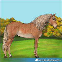 Horse Color:Chestnut  and Chestnut 
