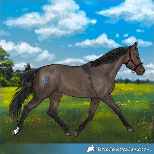Horse Color:Brown Dun 
