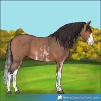 Horse Color:Bay Sabino Splash 