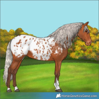 Horse Color:Silver Bay Tobiano Blanket 