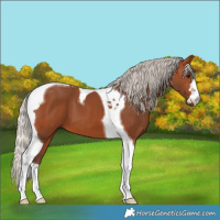 Horse Color:Silver Bay Tobiano 