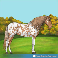 Horse Color:Chestnut Tobiano Appaloosa 
