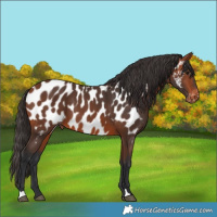 Horse Color:Bay Appaloosa