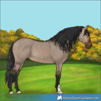 Horse Color:Brown Dun 